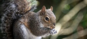 grey squirrel - wildlife in gham surrey